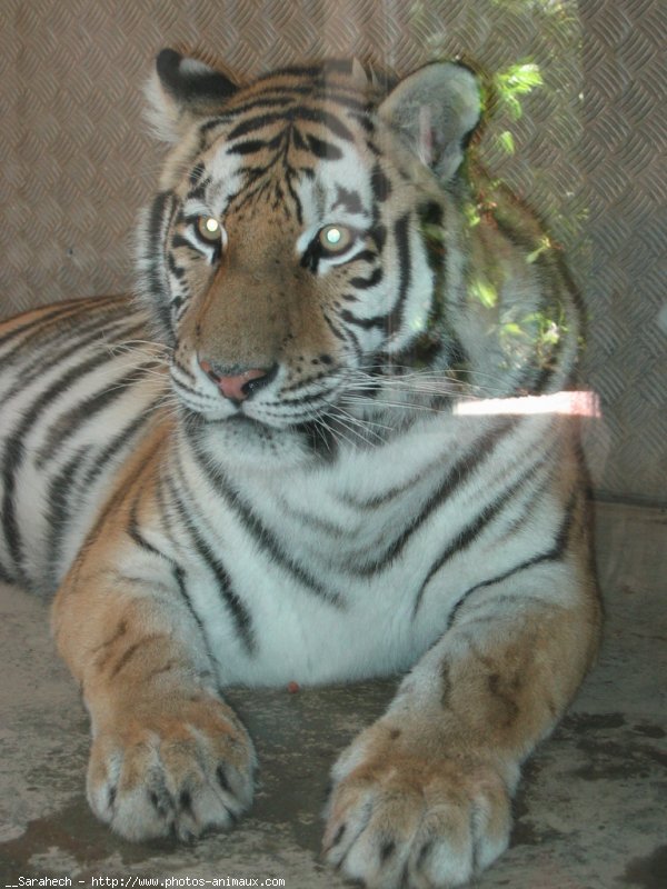 Photo de Tigre