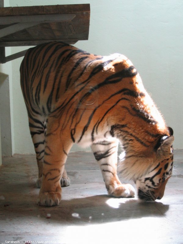 Photo de Tigre