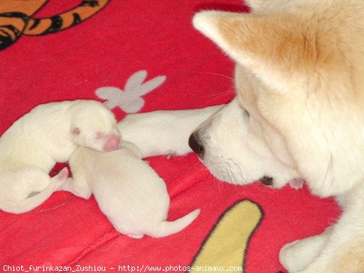 Photo d'Akita inu