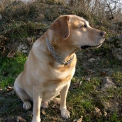 Photo de Labrador retriever