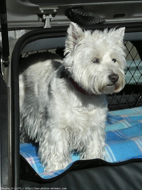 Photo de West highland white terrier