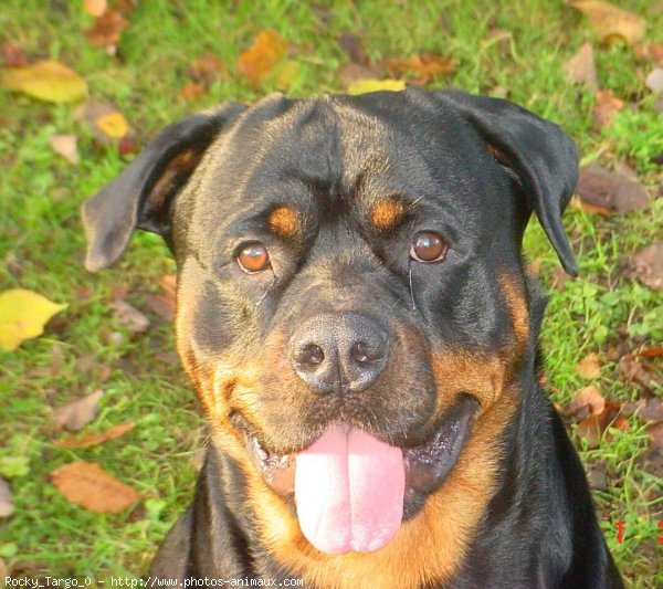 Photo de Rottweiler