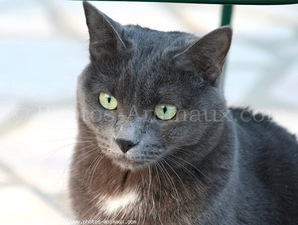 Photo de Chartreux