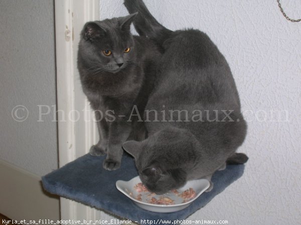 Photo de Chartreux