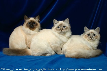 Photo de Sacr de birmanie