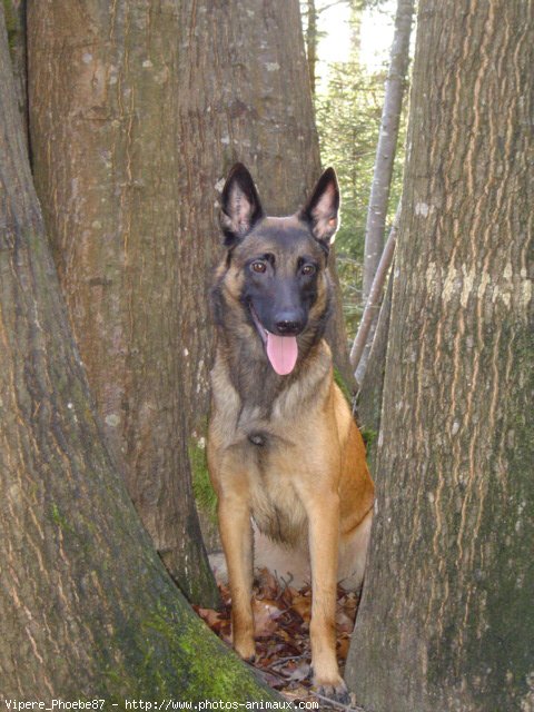 Photo de Berger belge malinois