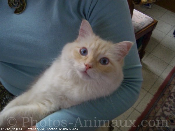 Photo de Ragdoll