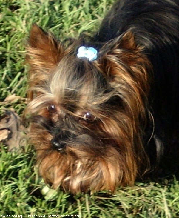 Photo de Yorkshire terrier