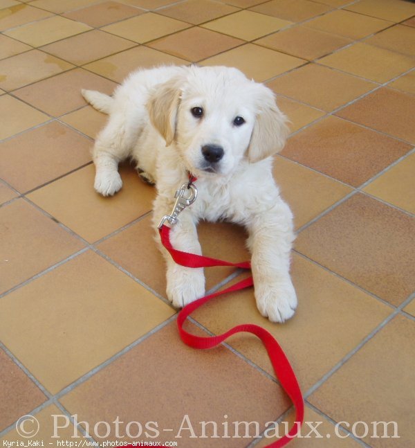 Photo de Golden retriever