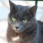 Photo de Chartreux