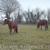 Photo de Races diffrentes