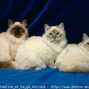 Photo de Sacr de birmanie