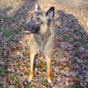 Photo de Berger belge malinois