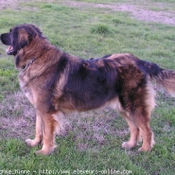 Photo de Leonberg