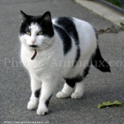 Photo de Chat domestique