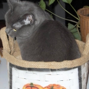 Photo de Chartreux