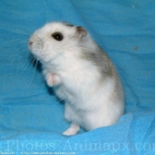 Photo de Hamster