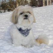 Photo de Shih tzu