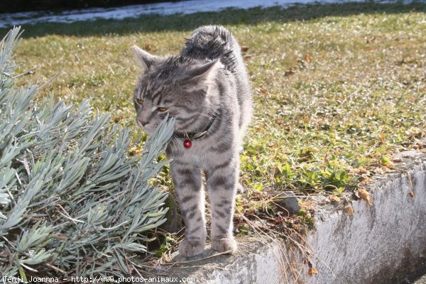 Photo de Chat domestique