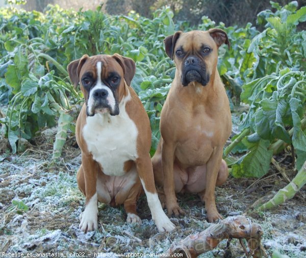 Photo de Boxer