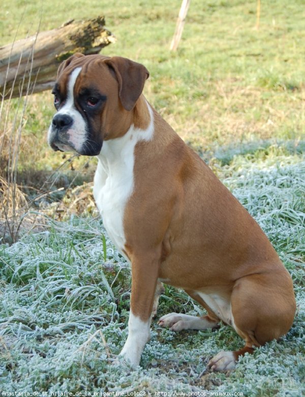 Photo de Boxer