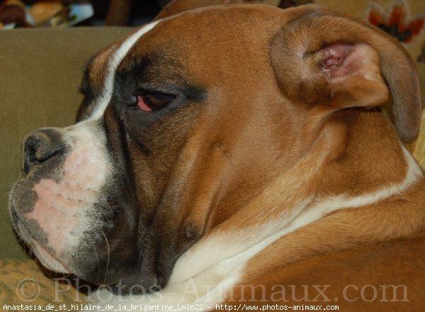 Photo de Boxer