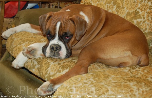 Photo de Boxer