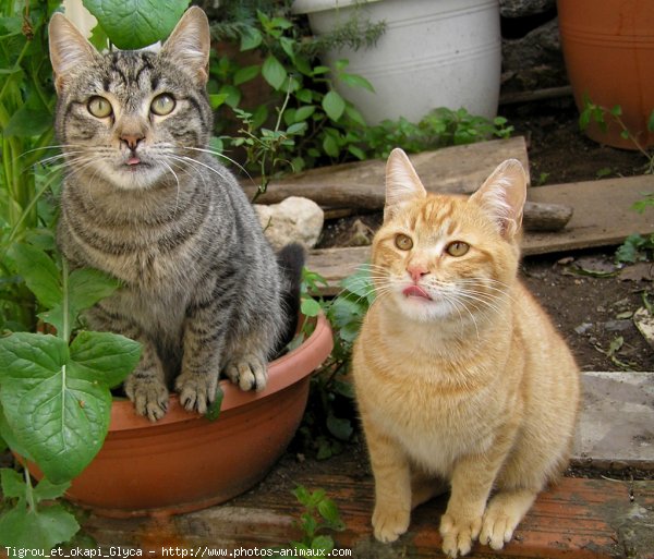 Photo de Chat domestique