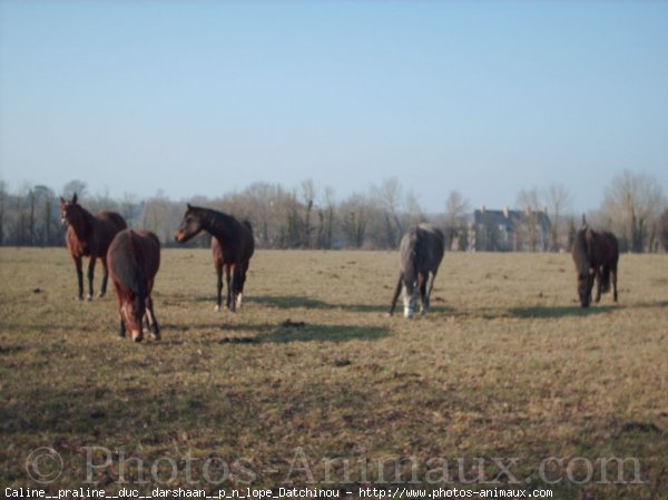 Photo de Races diffrentes