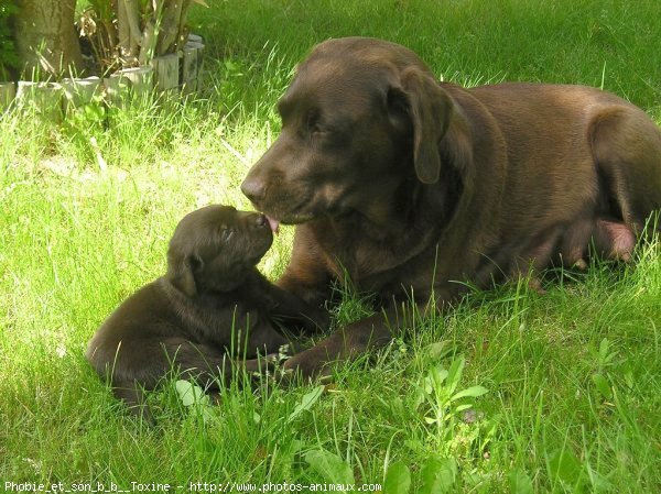 Photo de Labrador retriever