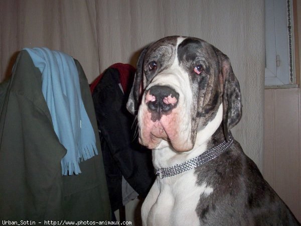 Photo de Dogue allemand