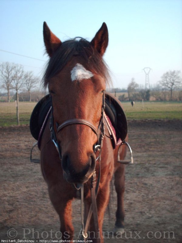 Photo de Poney franais de selle