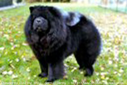 Photo de Chow chow