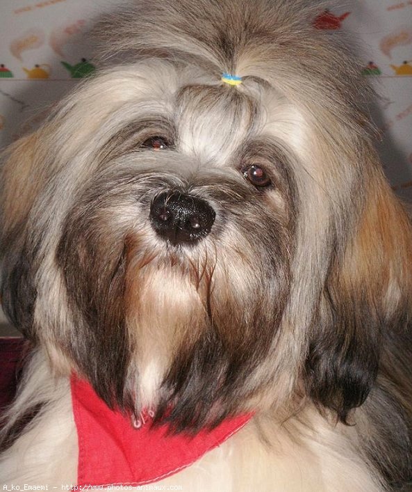 Photo de Lhassa apso