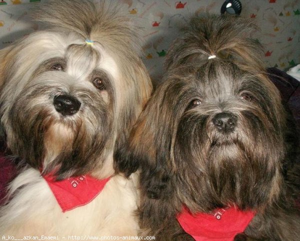 Photo de Lhassa apso