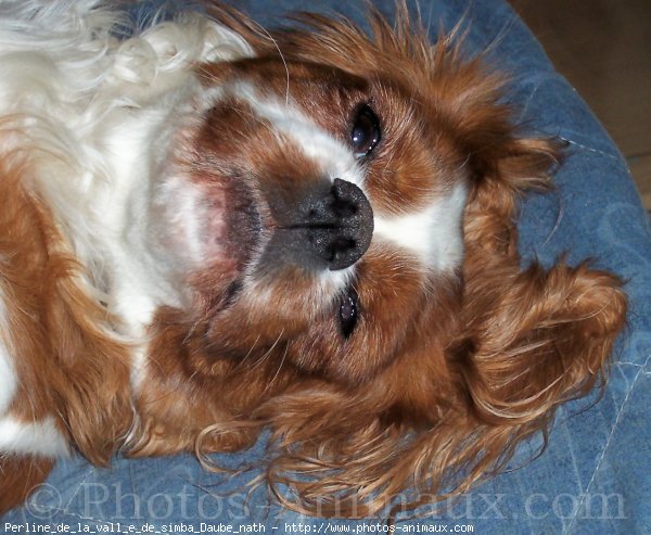 Photo de Cavalier king charles spaniel