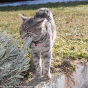 Photo de Chat domestique