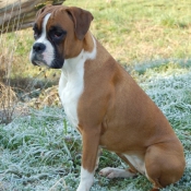 Photo de Boxer