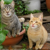 Photo de Chat domestique