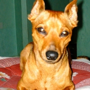 Photo de Pinscher nain