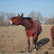 Photo de Trotteur franais