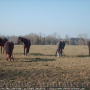 Photo de Races diffrentes