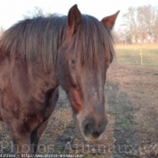 Photo de Poney franais de selle