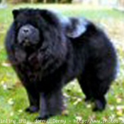 Photo de Chow chow