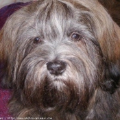 Photo de Lhassa apso