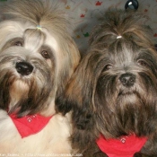 Photo de Lhassa apso