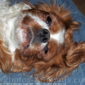 Photo de Cavalier king charles spaniel