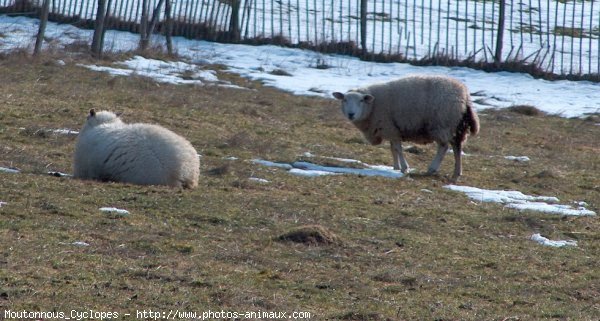 Photo de Mouton