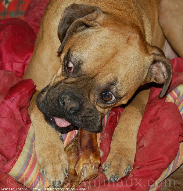 Photo de Boxer