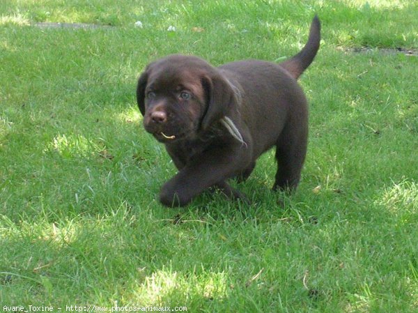 Photo de Labrador retriever